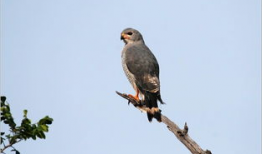 歌隼最新爆料,揭秘娱乐圈最新动态